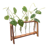 Cherry Wood Propagation Tube Holder Plant Stand